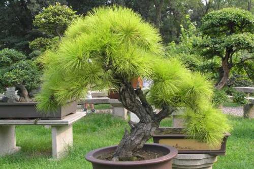 Bonsai, cay canh nghe thuat, cây cảnh nghệ thuật, cay the, cây thế, triển lãm bonsai, trien lam bonsai, triển lãm cây thế, trien lam cay the